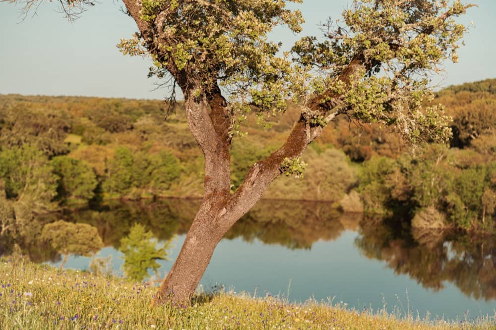 Um sobreiro junto ao lago na Neos, à luz dourada do fim de tarde