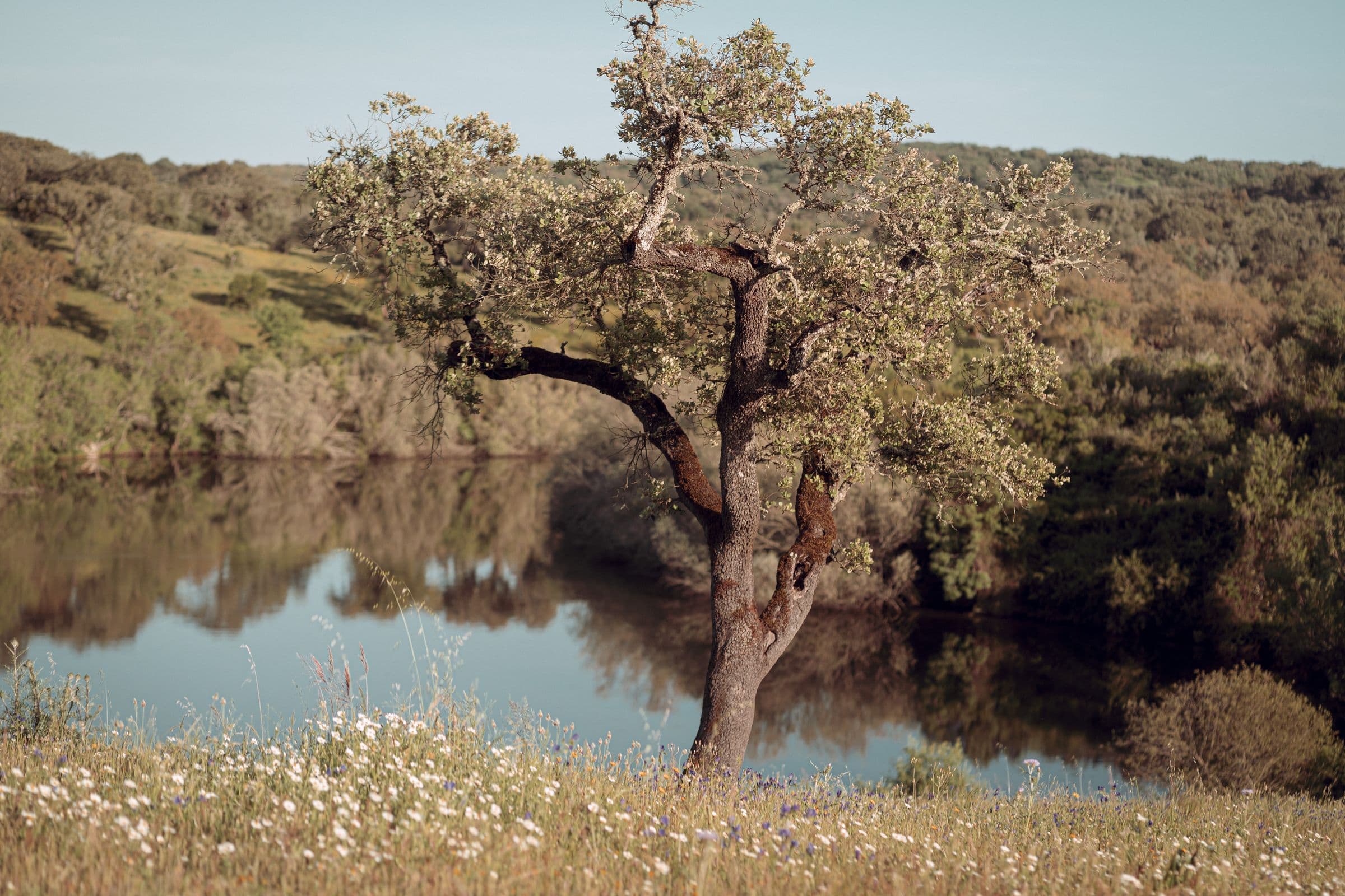 Um sobreiro junto ao lago ao fim da tarde, no Neos Center