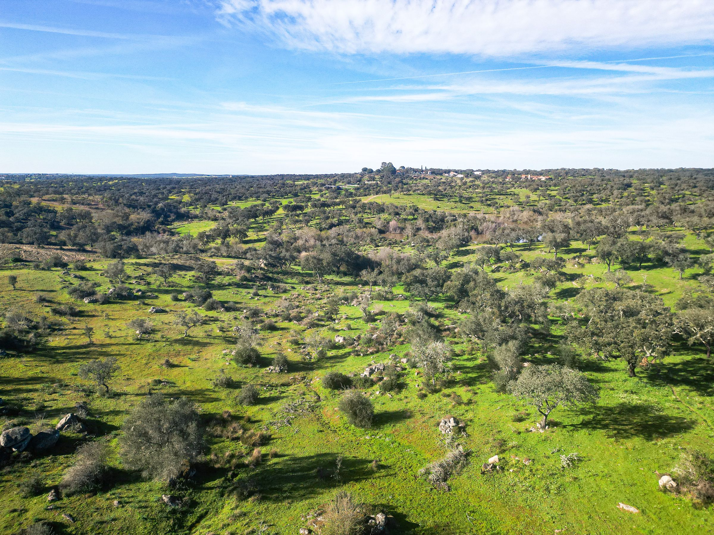 Vista aérea ampla sobre a pastagem verde do Alentejo, salpicada de sobreiros e azinheiras até ao horizonte