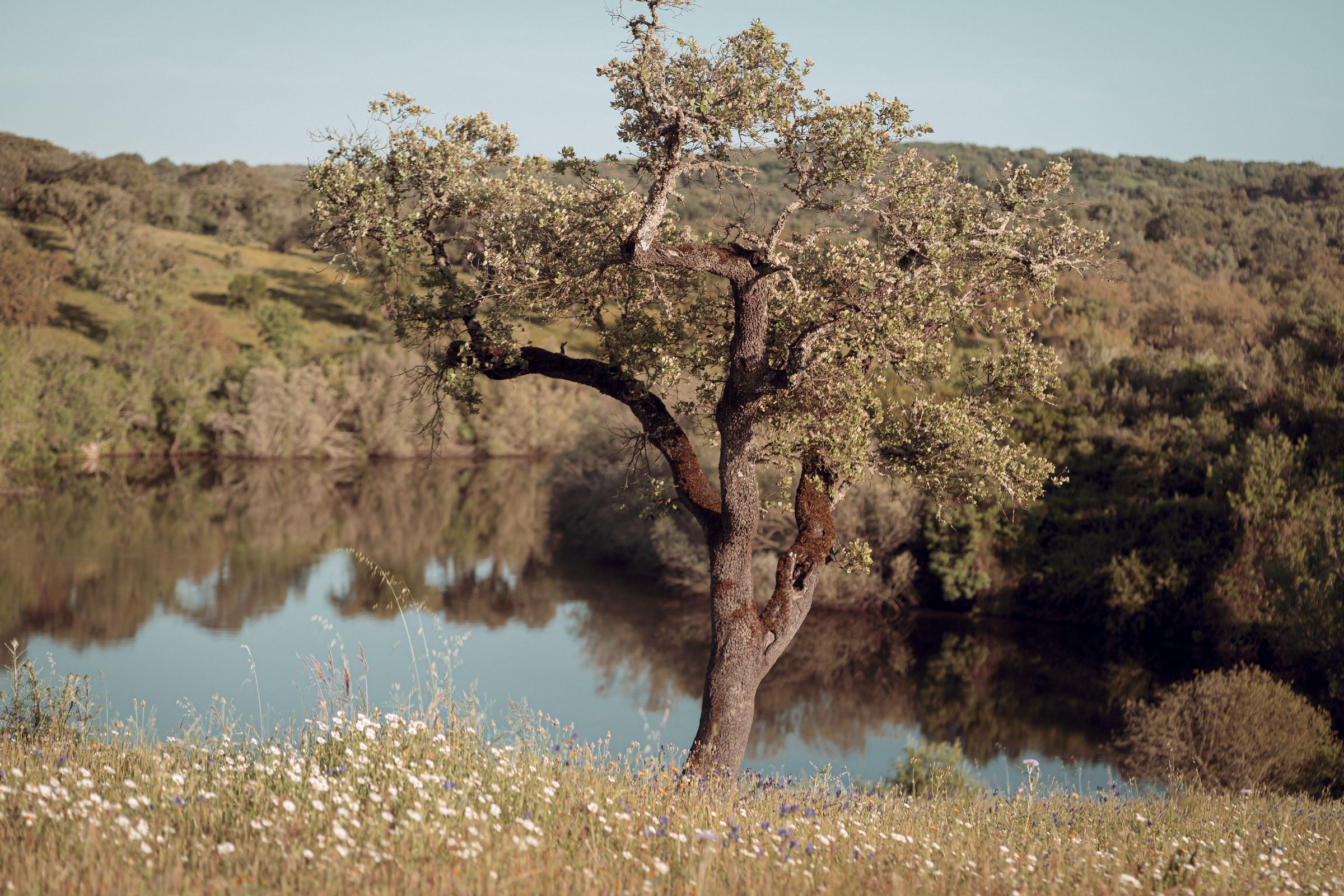 Um sobreiro retorcido numa encosta com flores silvestres, sobre um lago tranquilo, à luz quente do fim de tarde