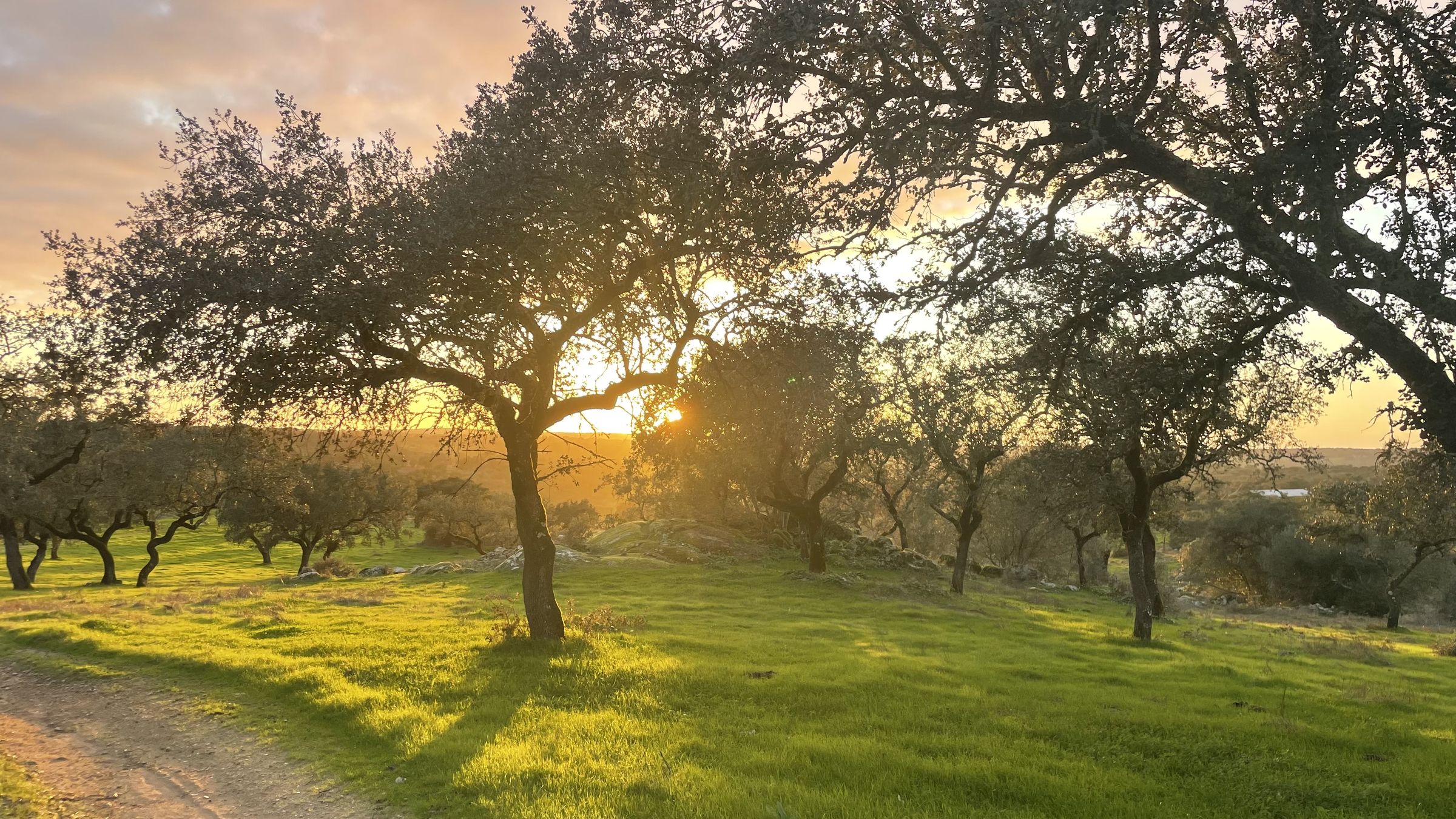 Silhuetas de sobreiros contra um pôr do sol dourado sobre a erva verde