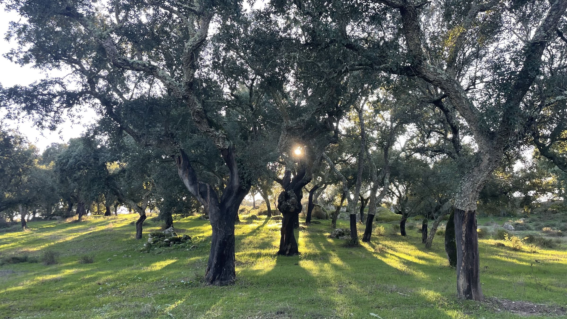 A luz do sol a atravessar um bosque de sobreiros até à erva verde