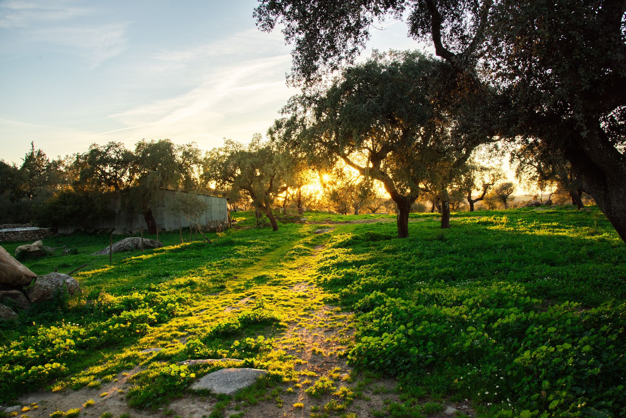 O sol da manhã a atravessar os sobreiros até à erva verde e luminosa