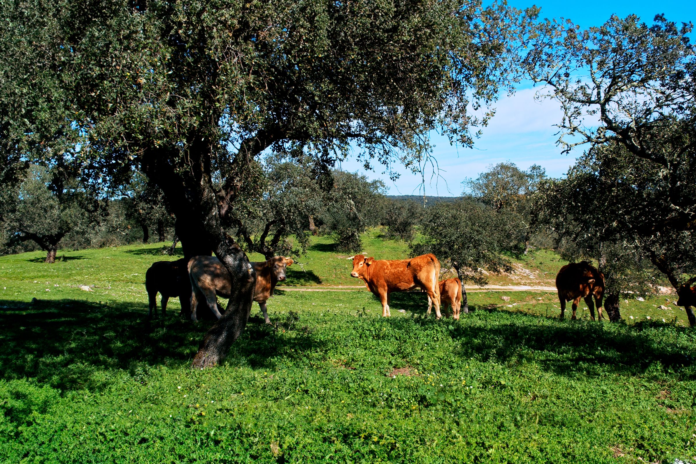 Cavalos a pastar à sombra de um sobreiro num prado verde e luminoso