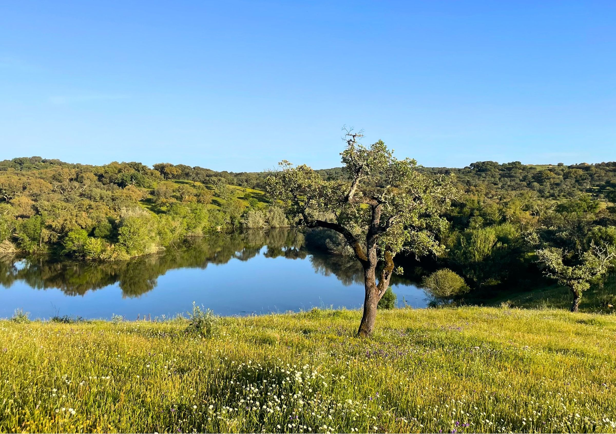 Um sobreiro jovem e solitário num prado florido, sobre um lago tranquilo que reflete o arvoredo