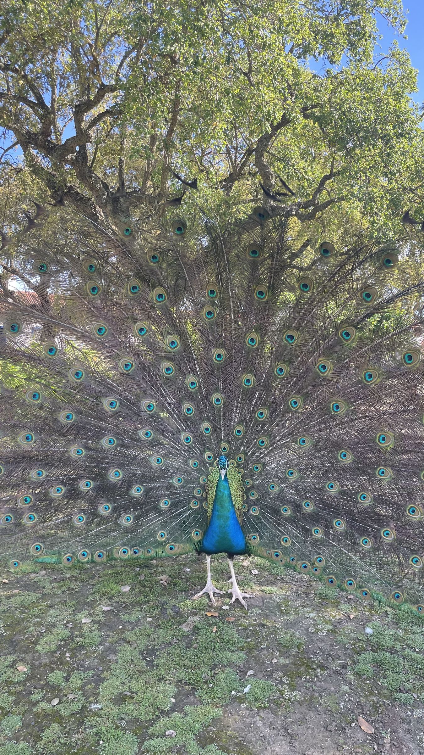 Um pavão com a cauda toda aberta sobre a relva