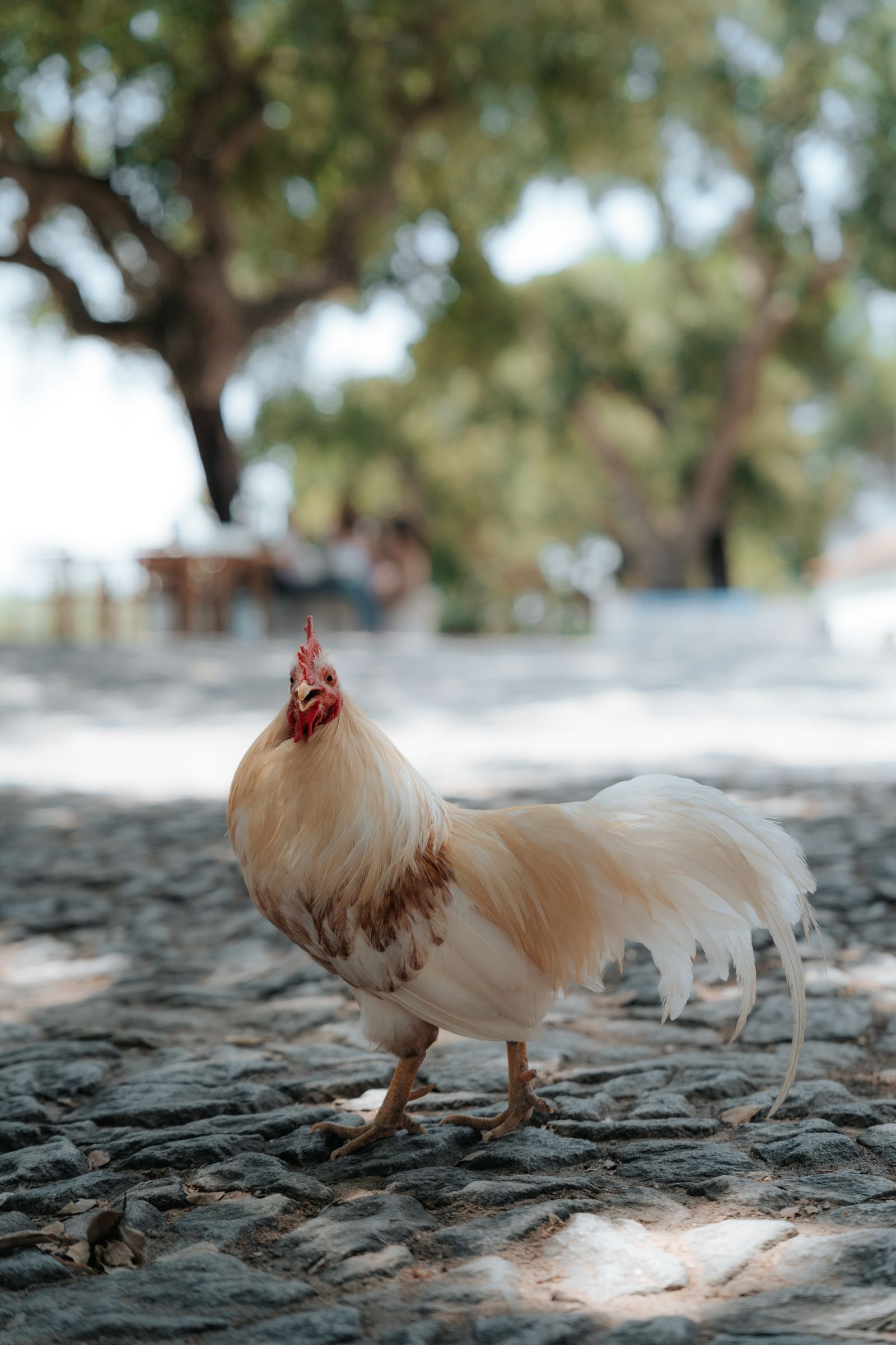 Um galo branco e ruivo a atravessar a calçada à sombra do pátio