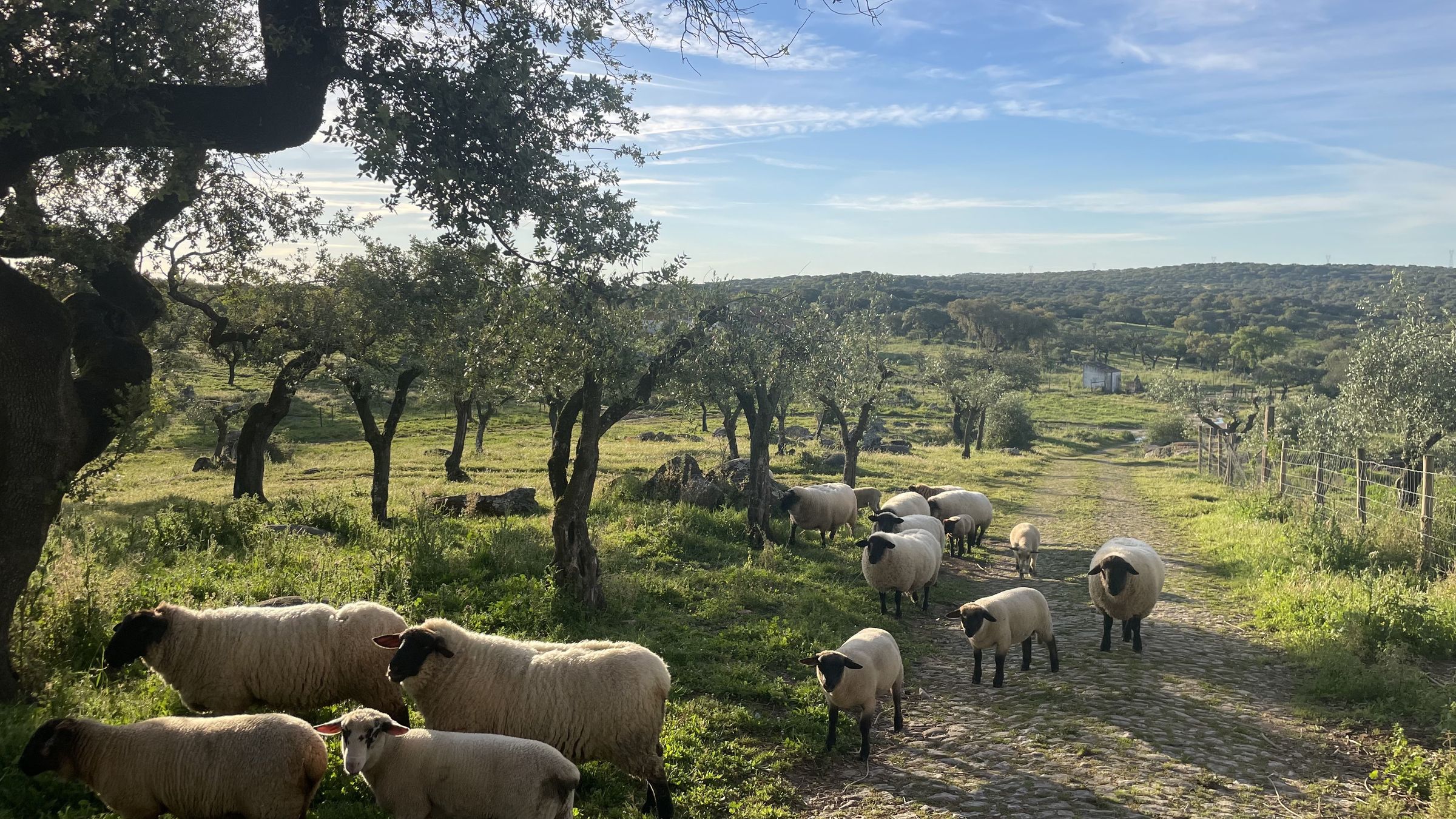 Um rebanho de ovelhas a caminhar por um caminho através de um olival