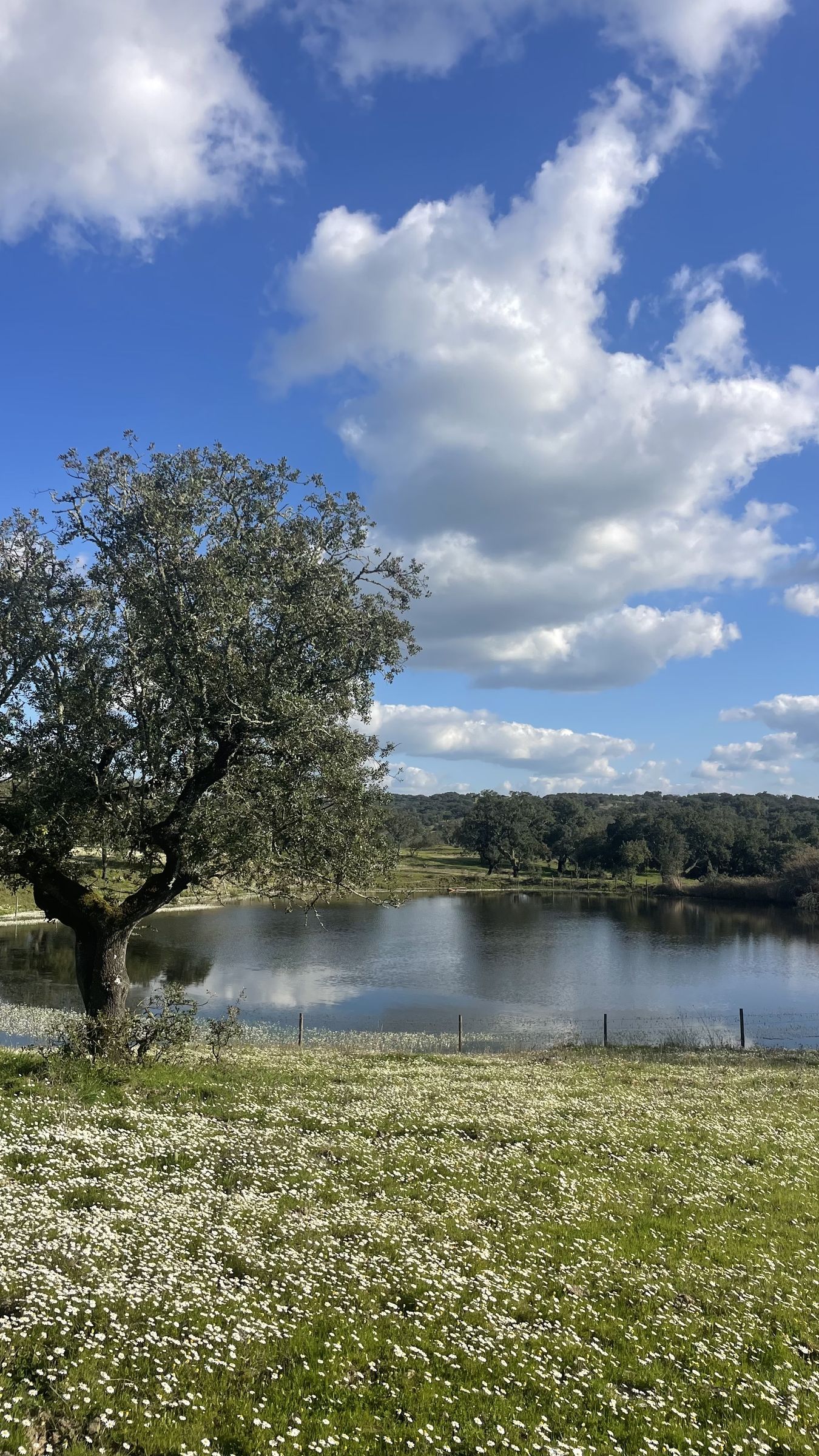 Flores silvestres brancas de primavera em primeiro plano, com um sobreiro e um lago sob nuvens volumosas