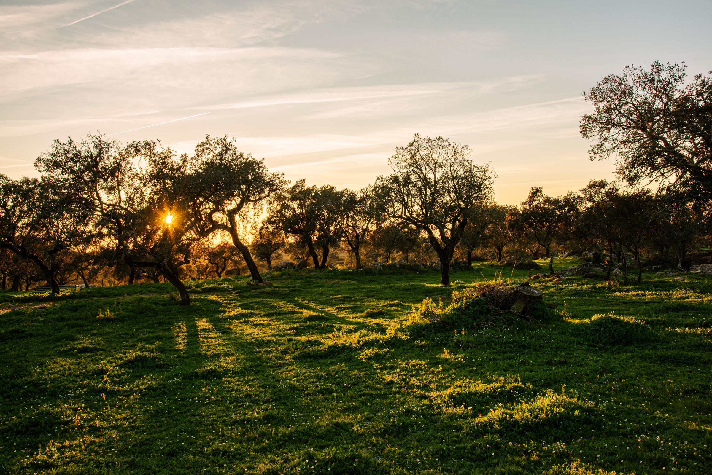 Sol baixo e dourado a atravessar sobreiros dispersos num prado verde