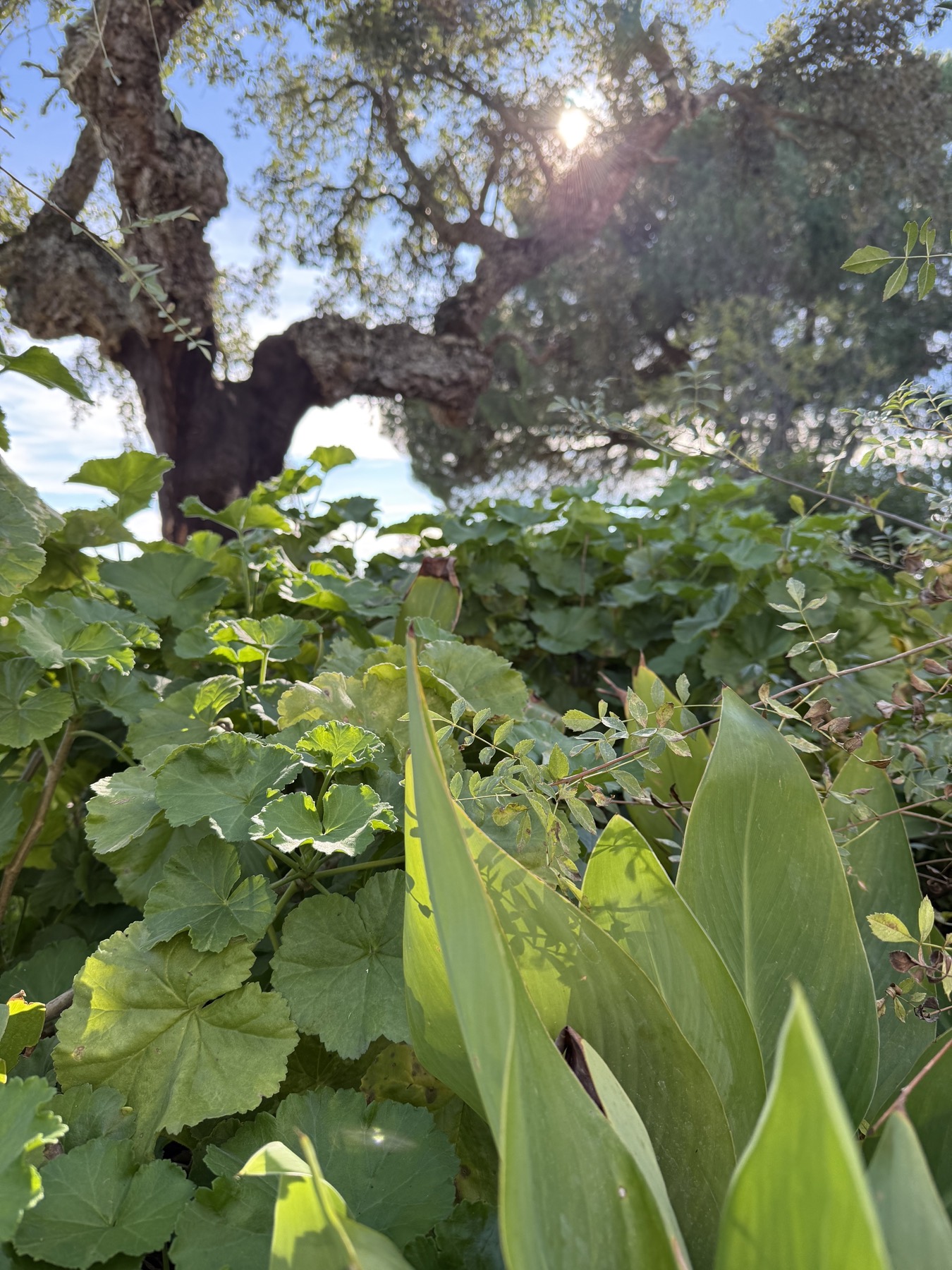 Lush growth under an ancient cork oak at Neos